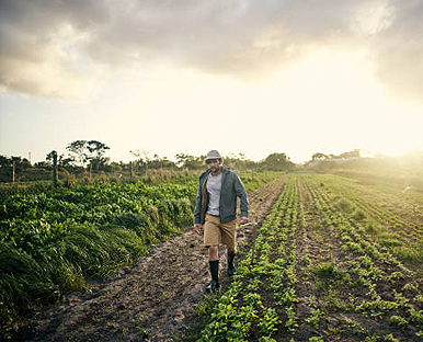 تعیین دوز گچ کشاورزی