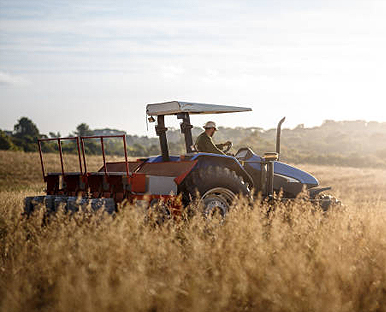 گچ در بستر نشا
