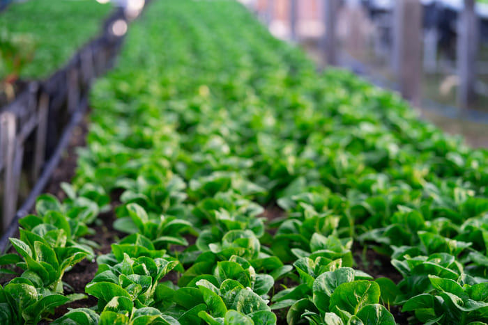 تأمین هم‌زمان کلسیم و گوگرد؛ تقویت تغذیه گیاهان