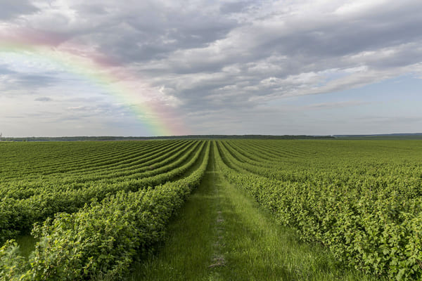 بهترین گچ کشاورزی