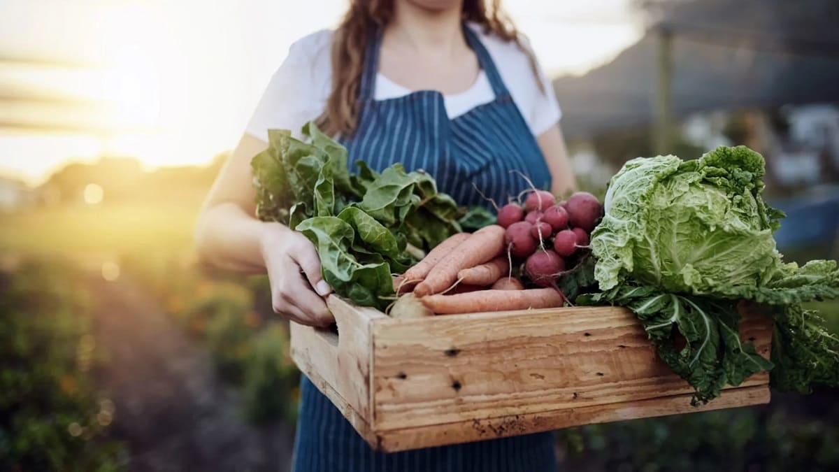 سویل فیکس سویل فیکس