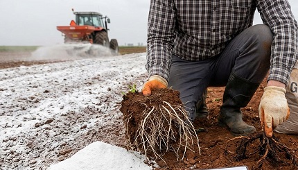 نقش گچ در رشد گیاهان