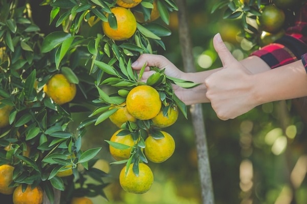 citrus garden