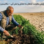 افزایش مقاومت گیاهان به خشکی و تنش آبی با گچ کشاورزی — مکانیسم و تجربیات مزرعه‌ای