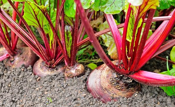 beet