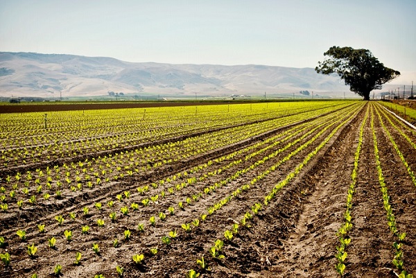 خرید گچ کشاورزی پودری