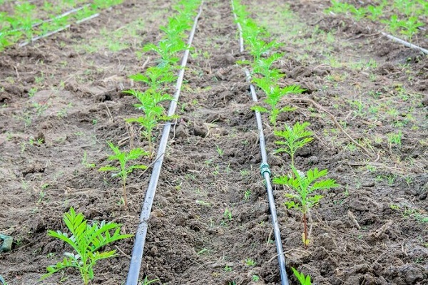 drip irrigation systems