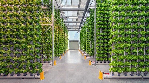 eden green vertical produce