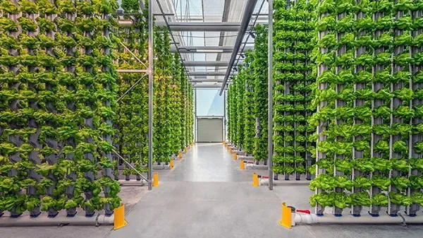 eden green vertical produce