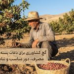 گچ کشاورزی برای باغات پسته: راهنمای کامل مصرف، دوز مناسب و نتایج واقعی