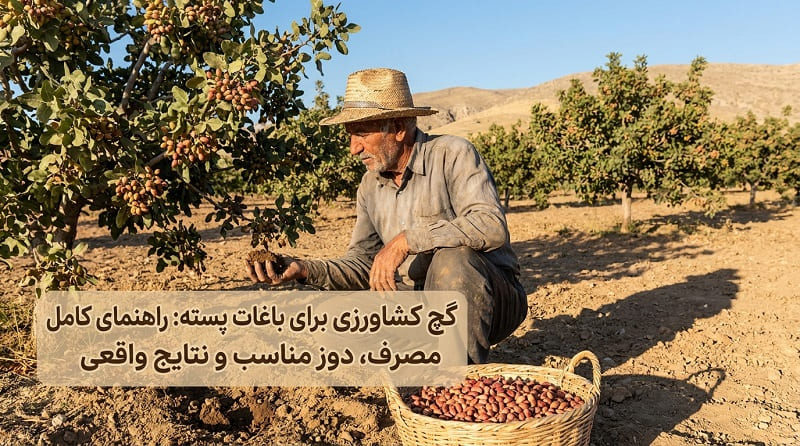 گچ کشاورزی برای باغات پسته: راهنمای کامل مصرف، دوز مناسب و نتایج واقعی