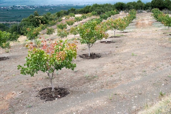 pistachio garden
