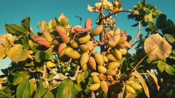 pistachio