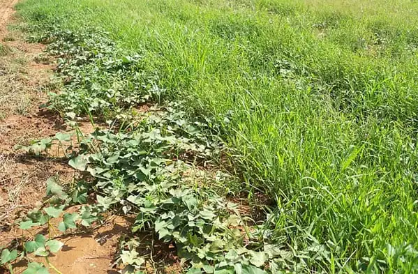 weedy farm