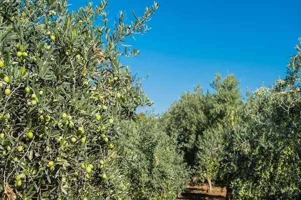 گچ کشاورزی، راهکاری طبیعی برای پایداری باغ زیتون
